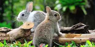 Di Sini Kamu Bisa Hangout Bareng Kelinci Lucu, Lho!