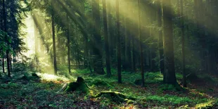 Di Tanah Ini Bermunculan Pohon-Pohon dengan Bentuk Aneh