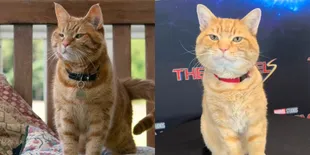 Fakta-fakta Goose, Kucing Oren yang Curi Perhatian di Film 'THE MARVELS' - Harus Latihan dan Sedia Snack Sebelum Syuting