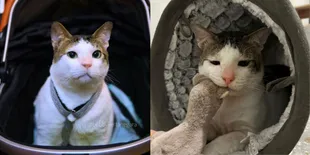 Foto-foto Bobby Kertanegara, Kucing Prabowo Subianto yang Imut dan Menggemaskan