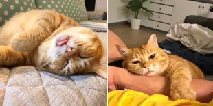 Foto Kucing Lucu Fat Xiang, Selalu Tampak Lelah Walau Sudah Tidur Seharian