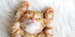 Galak-Galak Gemesin, Kucing Oren Memang Cocok Jadi Teman Main