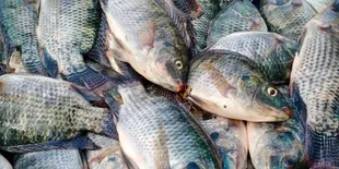 Garam dan Cuka Solusi Sederhana Atasi Bau Tanah pada Ikan Tawar