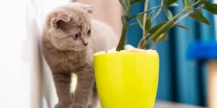 Gemas Sih, Tapi Aksi Kucing Kesayangan Ini Malah Bikin Sebal Pemiliknya