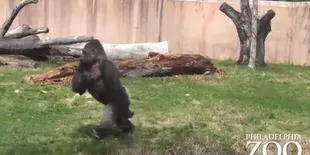 Gorila Bisa Berjalan Seperti Manusia Jadi Viral!