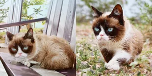 Grumpy Cat, Kucing Terpopuler Sedunia Meninggal karena Komplikasi Penyakit