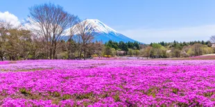 Hamparan Bunga yang Akan Membuatmu Terpukau