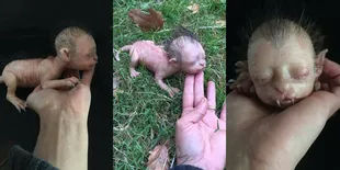 Heboh Kucing Berwajah Manusia, Ternyata Hoax?