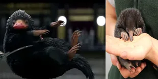 Hewan Dalam 'FANTASTIC BEASTS' Ini Ada di Dunia Nyata Lho!