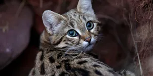 Imut dan Menggemaskan, Kucing Berkaki Hitam Afrika ini Disebut Paling Mematikan di Dunia