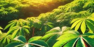 Ini Tips Bikin Daun Singkong Tetap Hijau Ala Restoran Padang