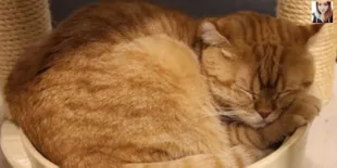 Kafe Kucing di Jepang Ini Lucu Banget!