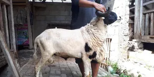 Kambing Hamil di India Mati Karena Jadi Sasaran Nafsu 8 Pria
