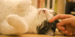Kenali Gejala Kucing Pilek dan Temukan Solusi Ampuhnya!