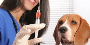 Kenali Tanda-Tanda Anjing Terinfeksi Rabies, Panduan Lengkap untuk Deteksi dan Pencegahan