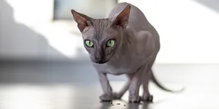 Kenapa Kucing Dianggap Sebagai Hewan Sakral di Era Mesir Kuno?