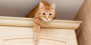 Kenapa Kucing Suka Memanjat Lemari?