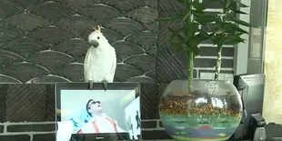Keren! Burung Kakaktua Nyanyi Lagu 'Gangnam Style'