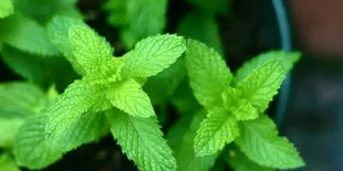 Khasiat Daun Herbal Ini untuk Melawan Diabetes