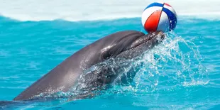 Kiluan, Berenang Sambil Menikmati Atraksi Lumba-Lumba