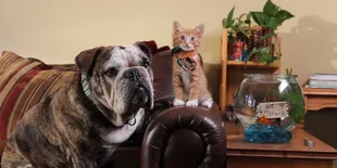 Klip Parodi 'Roar' Versi Kucing Super Cute!