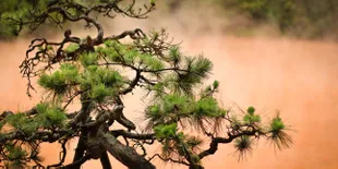 Kolam Darah, Mengerikan Sekaligus Menyehatkan