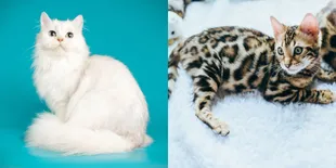 Kucing Termahal di Dunia, Ada yang Sampai Miliaran!