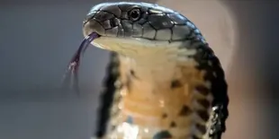 Langkah Penting untuk Mencegah Digigit Ular Kobra