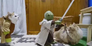 Latihan Bareng Master Yoda, Para Kucing Ini Gagal Jadi Jedi!