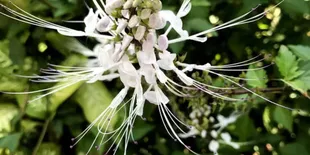 Manfaat Kumis Kucing, Herbal Populer yang Membantu Kontrol Gula Darah