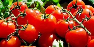 Manfaat Luar Biasa dari Sayur Tomat, Rahasia Alami Menurunkan Kolesterol