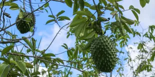 Manfaat Rebusan Daun Sirsak, Coba Minuman Herbal Ini untuk Atasi Penyakit dalam Tubuh