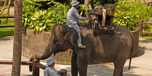 Melihat Lucunya Gajah Berenang di Fuji Safari Park