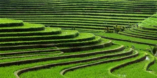 Melukis di Atas Sawah Hanya Ada di Jepang, Lho!