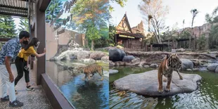 Memperingati World Tiger&#8217;s Day, Tempat Wisata di Batu Sajikan Tumpeng Daging untuk Harimau Sumatera hingga Drama Teaterikal