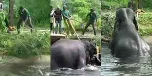 Menegangkan, Penyelamatan Gajah Yang Tenggelam di Sungai Kecil