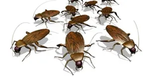 Merinding, Wanita Hampir Alami Infeksi Karena Kecoa di Otak