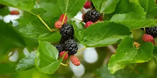 Khasiat Daun Murbei yang Jarang Diketahui Untuk Kesehatan