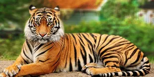 Nekat Panjat Pagar, Turis Ini Malah Dicabik-Cabik Harimau