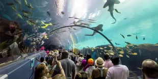 Nikmati Keindahan Bawah Laut di Akuarium Ini
