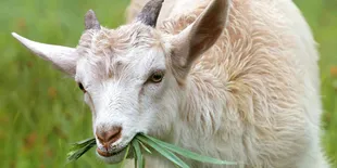 Panduan Cerdas Memilih Kambing Kurban yang Sempurna untuk Idul Adha, Yuk Simak!