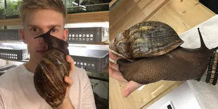 Penemuan Bekicot Jumbo Ini Bisa Bikin Kamu Bergidik