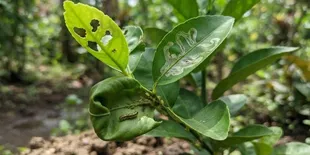 Penyebab Daun Jeruk Berlubang dan Menggulung, Kenali Hama dan Faktor Pemicu