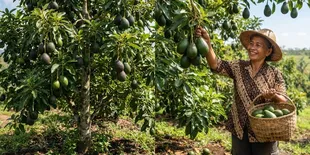 Penyebab Pohon Alpukat Berbunga tapi Buahnya Rontok