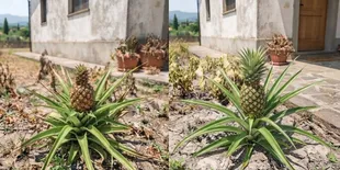 Perbedaan Tanaman Buah Layu karena Panas dan Kekurangan Air, Kenali Tandanya agar Tak Salah Menyiram