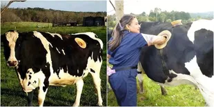 Perut Sapi di Negara Ini Dilubangi, Kira-Kira Apa Tujuannya Ya?