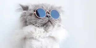 Populer dengan Nama Fluffy atau Snowball, Ini 5 Fakta Kucing Lucu Berbulu Putih