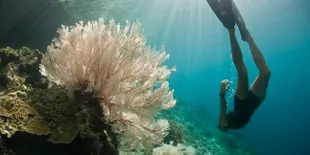 Pulau Tikus, Indah tapi Terancam Punah