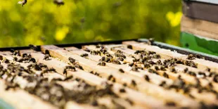 Punya Nyali Berkunjung ke Museum Lebah di Spanyol?