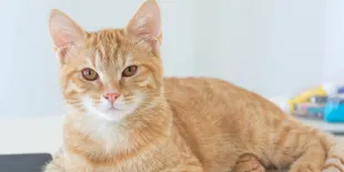 Rahasia di Balik Kebiasaan Kucing, Mengapa Mereka Suka Membawa Pulang Hewan Buruannya?